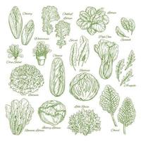 Salad leaf and vegetable greens sketch set design vector