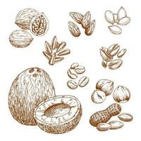 iconos de dibujo vectorial de nueces, granos y semillas vector