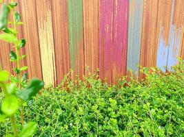 Colorful wooden fences with bright green ornamental plants. photo