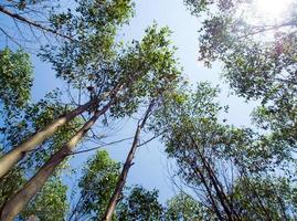 View at the treetop of eucalyptus trees in the farmland photo