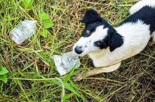 perro comiendo comida en una bolsa de plástico foto