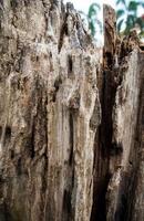 Close up to old stump Texture of wood photo