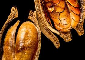 Pods and seeds of Mahogany on black background photo