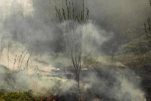 Fire in forest. Smoke and fire in nature. Burning garbage. photo