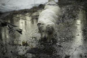 Dog walks through spring forest. Dog with white hair. photo