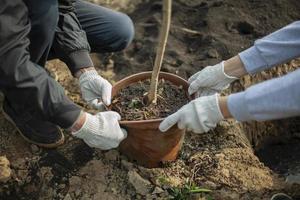 plantar plántulas en el suelo. plantar plantas en el suelo. la gente cultiva bosque. foto