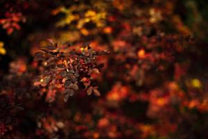 Autumn leaves. Colors of autumn in nature. Shades of red on bushes. October has come. photo