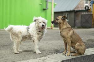 Dogs get to know each other. Two stray dogs on street. Animals are friends. photo