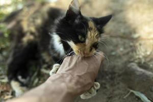 gato muerde la mano. jugando con gato en la calle. animal callejero en verano. linda mascota foto