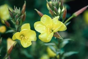 jardín amarillo grandes flores de onagra redsepal flores de onagra, primer plano foto