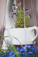 Pansy growing in decorative hanging planter outdoors photo