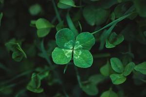 Four-leaf clover on shamrock meadow, overhead view, dark green grass background, lucky charm, copy space photo