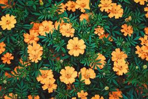 French marigolds flowering in the garden, natural floral background, overhead shot photo