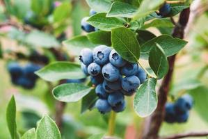 Ripe blueberries on a bush in organic blueberry farm photo