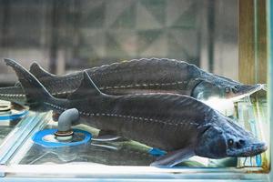 Siberian sturgeons for sale in fish store, live fish in supermarket photo