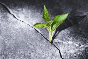 Green sprout growing in stone slab - rebirth, revival, resilience and new life concept photo