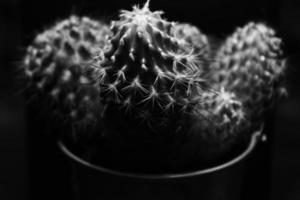 Illustrated cactus on a black background,photo made in black and white photo