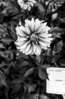 especie de dahlia flor de color rosa con toques de amarillo ubicado en un jardín local,foto hecha en blanco y negro foto