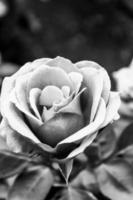 una mirada más cercana a una rosa rosa en un jardín local, foto hecha en blanco y negro