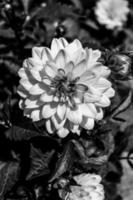 especie de dahlia flor de color blanco con toques de amarillo y rosa,foto hecha en blanco y negro foto