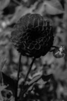 un hilo de una flor de peonía en un jardín local, foto hecha en blanco y negro