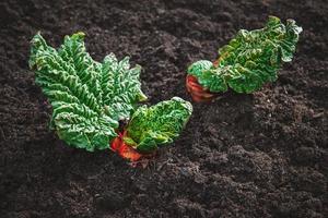 Rhubarb plant sprouts in spring garden closeup photo