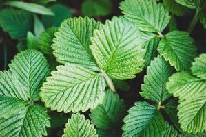 hojas verdes frescas de fresa de almizcle en el jardín de primavera foto