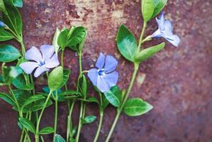 Purple flowers on grunge rusty background, periwinkle plant blooming closeup, copy space photo