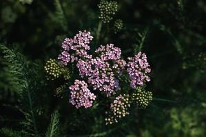 Pink yarrow at night, medicinal herb, milfoil plant blooming in the evening garden photo