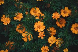 Orange marigold flowers in the garden, natural floral background photo