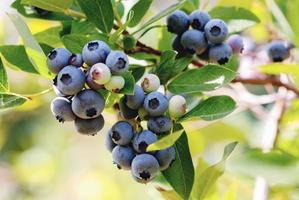 Blueberries ripen in summer garden, Vaccinium angustifolium organic blueberry produce photo