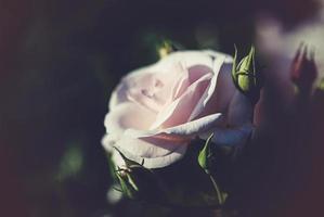 Pink garden rose with buds on dark background, copy space photo