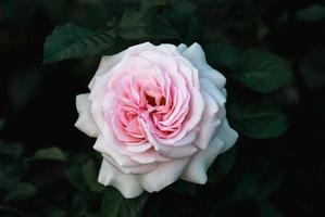 Rosa Francis Meilland, Prince Jardinier, pink rose Alexandre Pouchkine in the night garden photo