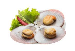 Grilled scallops on white background photo