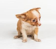 chihuahua puppy in front of a white background photo