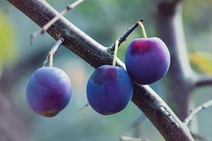 ciruelas maduras en rama de ciruelo en el jardín de otoño foto