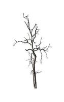 dead tree isolated on white background with clipping path and alpha channel photo