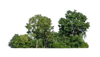 árboles verdes aislados sobre fondo blanco. son bosque y follaje en verano tanto para impresión como para páginas web foto