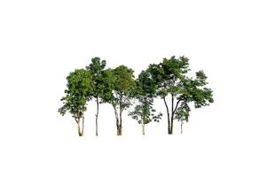 Trees that are isolated on a white background are suitable for both printing and web pages photo