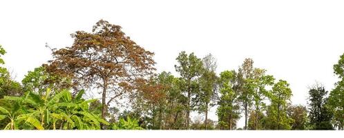 árboles verdes aislados en fondo blanco.son bosques y follaje en verano tanto para impresión como para páginas web con ruta de corte y canal alfa foto