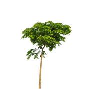 Trees that are isolated on a white background are suitable for both printing and web pages photo