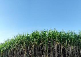 Sugarcane fields and blue sky photo