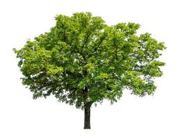 Tree that are isolated on a white background are suitable for both printing and web pages photo