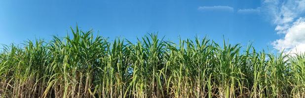 campos de caña de azúcar y cielo azul foto