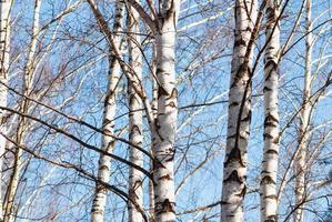 White birch trees in early spring on blue sky background photo