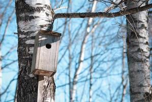 Old birdhouse on tree trunk, bird nesting box on birch tree in early spring photo