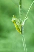 crisálida de mariposa cola de golondrina, papilio zelicaon pupa unida al primer plano del tallo de eneldo foto
