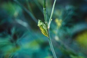 Papilio zelicaon pupa on dill plant stem in the garden photo