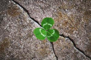 Green clover plant grown in stone - rebirth, revival resilience and renewal concept photo