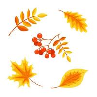 Autumn leaves and rowan berries set isolated on white background. Stock vector illustration.